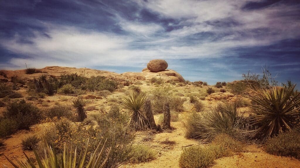 landscape photo depicting the various flora species of Joshua Tree National Park. Covered in the Joshua Tree Rock Formations article.