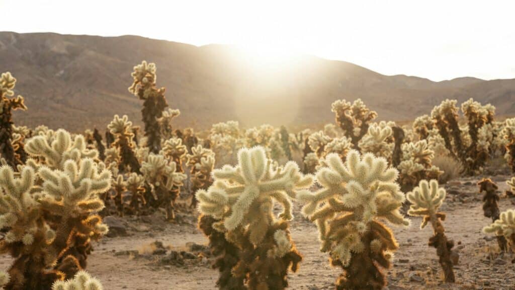 a photo of a field of cacti that can be found on one of the many Joshua Tree climbing routes