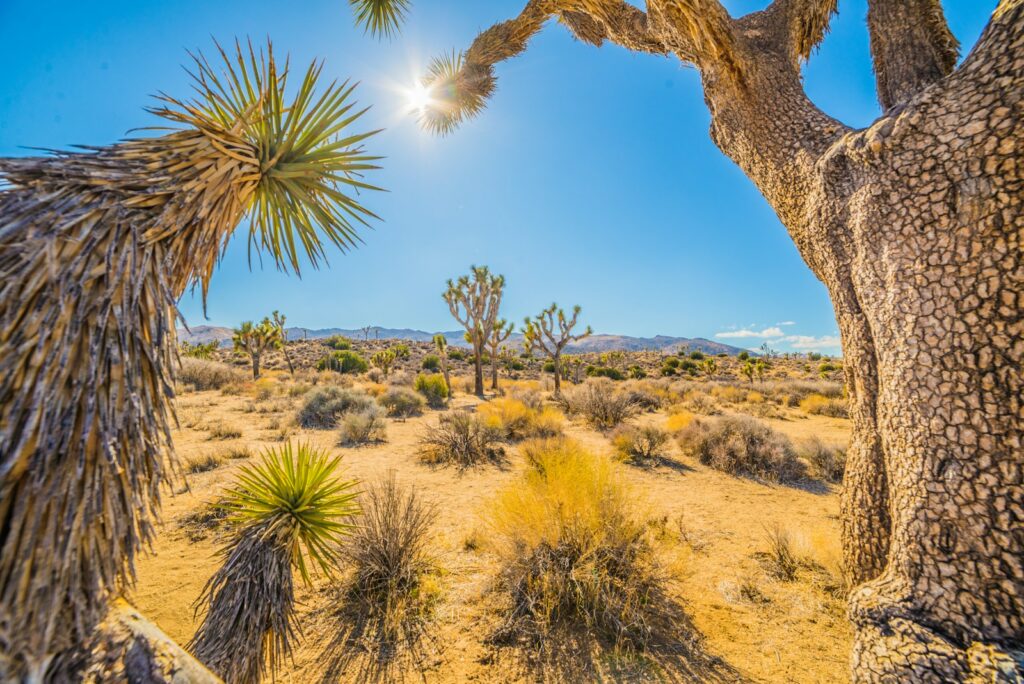 daytime landscape photo of various species of flora found at Joshua Tree National Park.